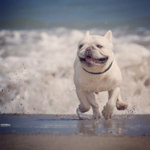 French Bulldog: At The Beaches, Beaches Fun, Baywatch Frenchi ...