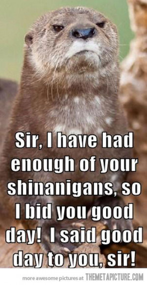 funny offended otter face