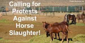 Stop Horse Slaughter Stop horse slaughter in the