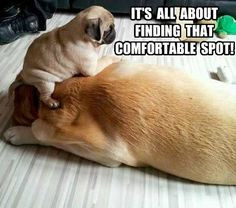 funny pug dog meme pun lol more dogs beds spots pugs puppies crazy ...