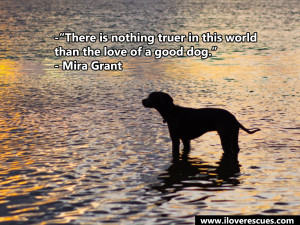 10 Heartwarming Quotes About Dogs That Will Melt Your Heart