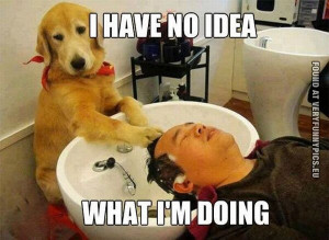 dog hairdresser no idea what im doing