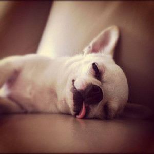 累得跟狗一樣睡姿