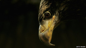 Five golden eagles have been poisoned in Scotland, the Partnership ...