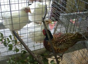 The Poultry and Rabbit Barns