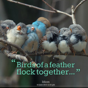 birds of a feather flock together quotes from cristalina danville ...