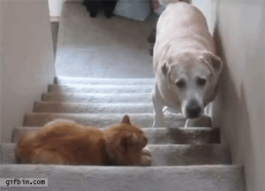 Dog afraid of cat goes up stairs.”