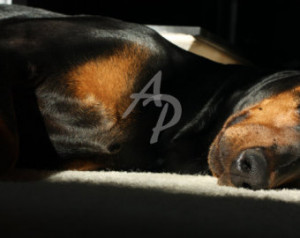 Dog Sleepy Doberman Pinscher Nose B rown Chest Sun Light Tan Black ...