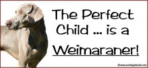The Perfect Child Is A Weimaraner