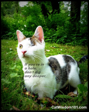 cat-humor-hole-quote-dig-deeper