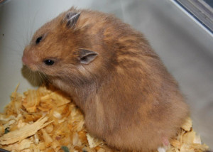 ... breed him with a none yellow female i will get tortoiseshell females