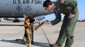 26 Awesome Photos of War Dogs Showing How Badass and Cute They Can Be