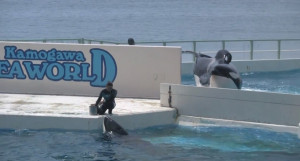 animal rights killer whale whales captive Killer Whales captivity orca ...