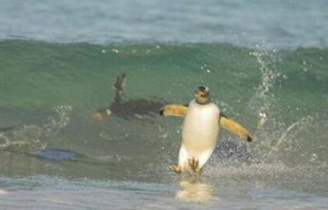 Funny Surfing (49)