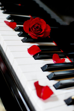 Piano Rose by kazuaka]