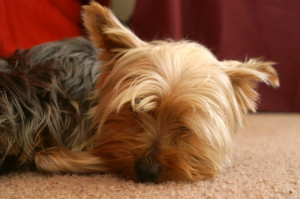 Funny Yorkshire Terrier Pictures