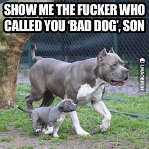 Don't mess with this dog