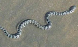 mimic octopus as sea snake