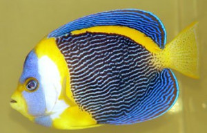 Australian_Wholesale_Tropical_Fish_Aquarium_Marine_Fish.jpg