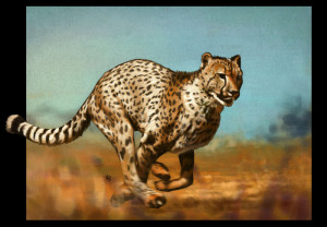 Cheetah-cheetah-28415521-800-556.jpg