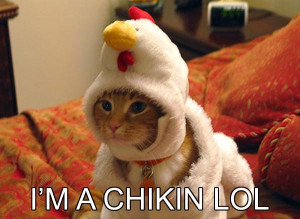 Funny Chicken Pictures (28 Pics of Chicks)