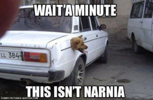 Is this Narnia? | Funny Pictures and Quotes