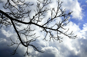 Bare Tree Branches Cloudy...