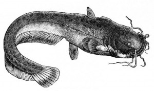 1877 illustration of a catfish, from the magazine Popular Science ...