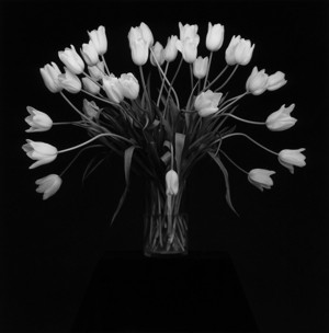 robert mapplethorpe the photographs that are art have to be