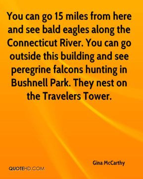 ... peregrine falcons hunting in Bushnell Park. They nest on the Travelers