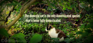 Domino-feral cat-quote domestic cats