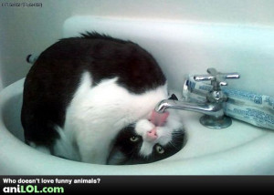 Funny Thirsty Quotes Thirsty kitty. funny animal