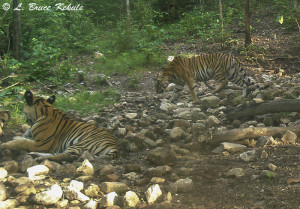 two-tigers-in-one-frame.jpg