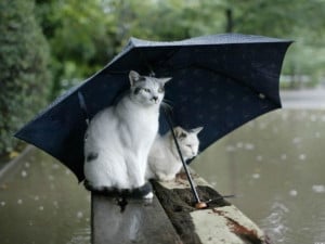 Chats sous un parapluie