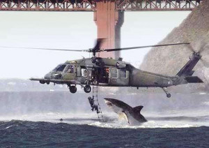 This picture was submitted by Dhillon.