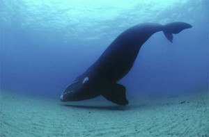 Far from busy ship lanes, a 40-foot southern right whale swims in ...
