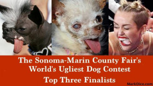 markdice somoma marin county fair world s ugliest dog contest top ...