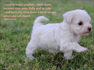 used to breed poodles. I liked them because they were fluffy and so ...