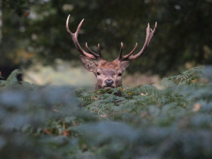 Funny Wild Animals...