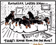 ... funny cute rottie dogs fun things rottweilers quotes cute funny