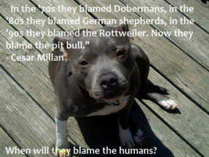 We were recently contacted about the dog in the above picture and was ...