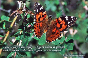 Butterflies, the symbol of rebirth, new beginnings and they are free ...