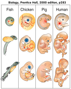 13-4 Evidence from Living Organisms: Fossils of extinct organisms are ...