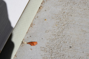 Reuniting With An Old Love