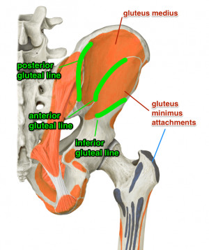 Gluteus Minimus Muscle
