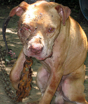Pitbull-Injured-In-Dog-Fight