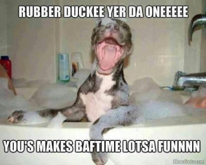 Funny dog in the bath picture