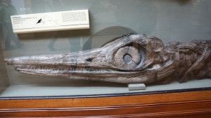 Mary Anning Ichthyosaur Mary anning's amazing fossils