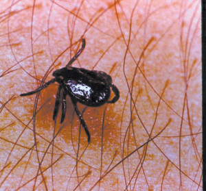 american dog tick also known as a wood tick is the most common tick ...