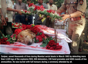 Hero Dog Zanjeer Laid To Rest In a Beautiful Ceremony For His Brave ...